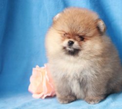 A Kalite Mükemmel Pomeranian Yavrulari 1
