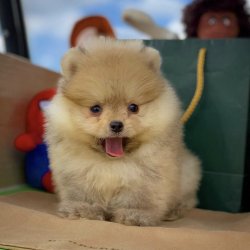 Yarışma Düzeyi Pomeranianboo Yavruları. 4