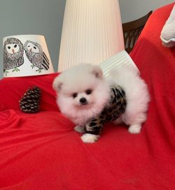 Orji̇nal Pomerani̇an Boo Yavrularımız 1