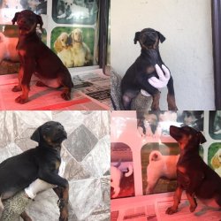 DOBERMAN YAVRULARI 2