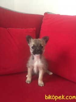 Chihuahua 1