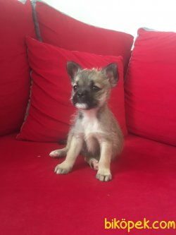 Chihuahua 3