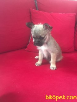 Chihuahua 2