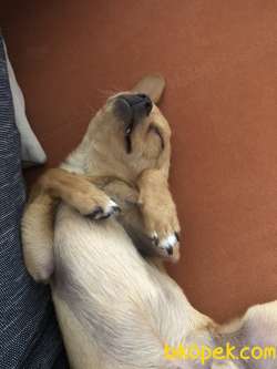 Chihuahua 1