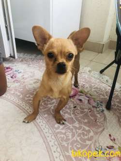 Chihuahua 4
