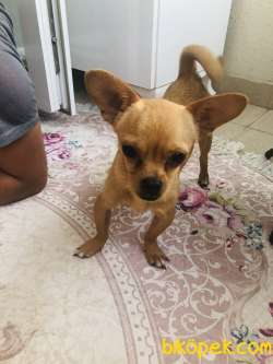 Chihuahua 2