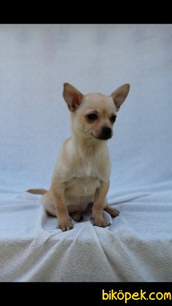 Chihuahua 'Akkuş Üretim Çiftliği' 4