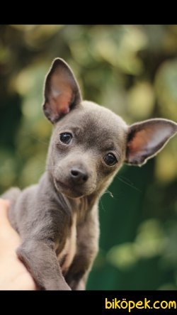 Chihuahua 'Akkuş Üretim Çiftliği' 5
