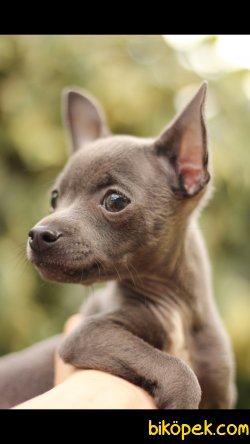 Chihuahua 'Akkuş Üretim Çiftliği' 1