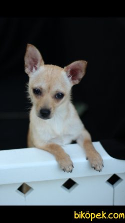 Chihuahua 'Akkuş Üretim Çiftliği' 2