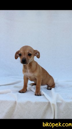 Chihuahua 'Akkuş Üretim Çiftliği' 3
