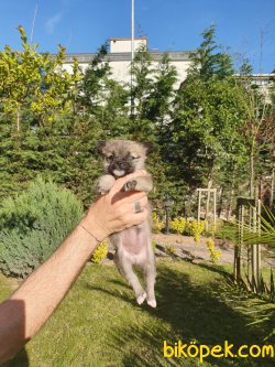 Chihuahua Bebekler 2