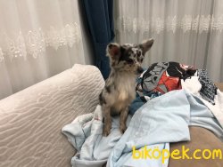 Chihuahua Bebekler 5