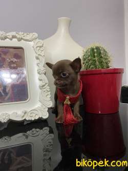 Chihuahua Çikolata Bebek 3
