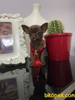 Chihuahua Çikolata Bebek 1