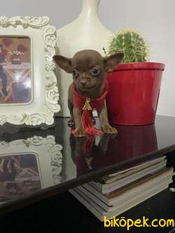 Chihuahua Çikolata Bebek 2