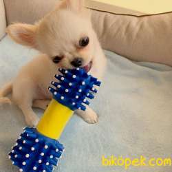 Chihuahua Erkek Yavrumuza Aile Aramaktayız... 2