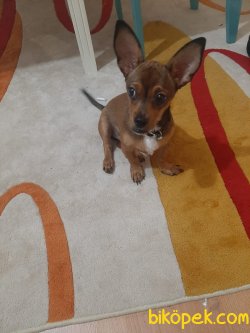 Chihuahua ( Şivava ) Erkek — GOFRET 3