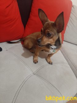 Chihuahua ( Şivava ) Erkek — GOFRET 2