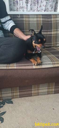 Chihuahua Uygun Fiyata Verilcektir. 2