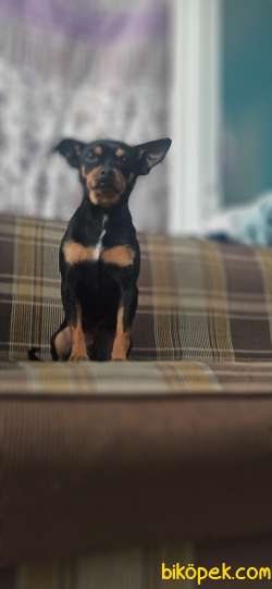 Chihuahua Uygun Fiyata Verilcektir. 1