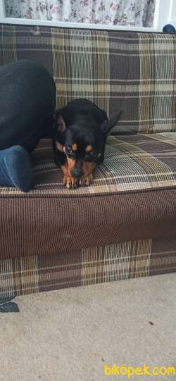 Chihuahua Uygun Fiyata Verilcektir. 3
