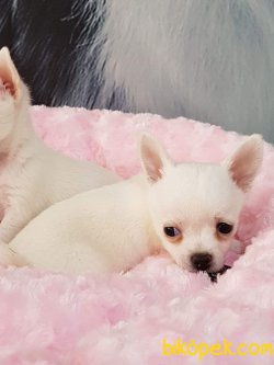 CHIHUAHUA YAVRU 2