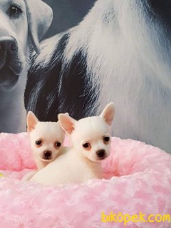 CHIHUAHUA YAVRU 1