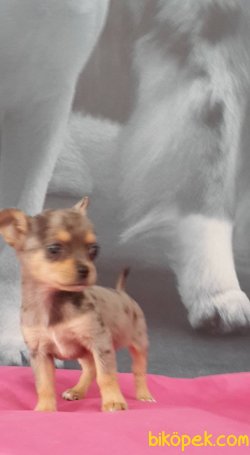 CHIHUAHUA YAVRU 2