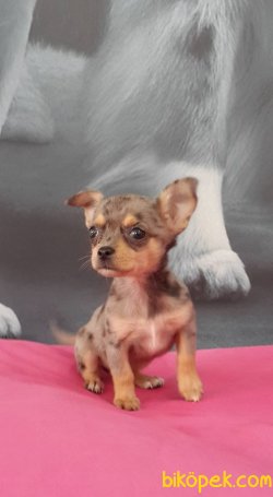CHIHUAHUA YAVRU 4