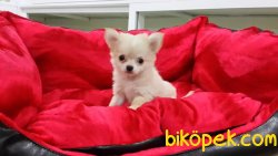 CHIHUAHUA YAVRU 4