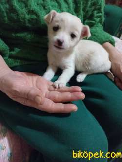 Chihuahua Yavru 4