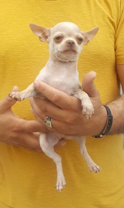 Chihuahua Yavrular 3