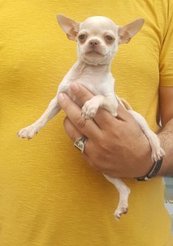 Chihuahua Yavrular 2
