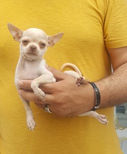 Chihuahua Yavrular 1
