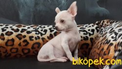 Chihuahua Yavruları 2