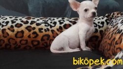Chihuahua Yavruları 3