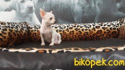 Chihuahua Yavruları 4