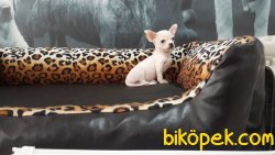 Chihuahua Yavrularımız 1