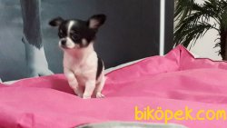 Chihuahua Yavrularımız 2
