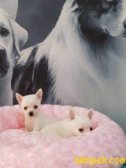 Chihuahua Yavrularımız 3