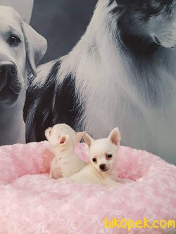 Chihuahua Yavrularımız 4