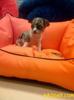 Chihuahua Yavrularımız 2