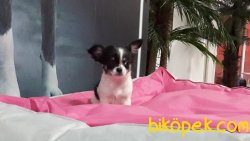 Chihuahua Yavrularımız 1