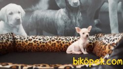 Chihuahua Yavrularımız 3
