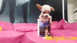 Chihuahua Yavrularımız 4