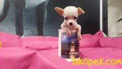 Chihuahua Yavrularımız 1