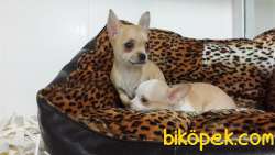 Chihuahua Yavrularımız 1