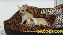 Chihuahua Yavrularımız 2