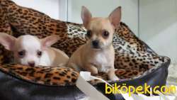 Chihuahua Yavrularımız 3